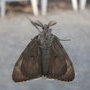 Bomyx mâle après sa mue en papillon